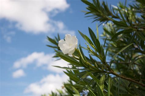 室內放什麼花 左手香適合放在室內嗎